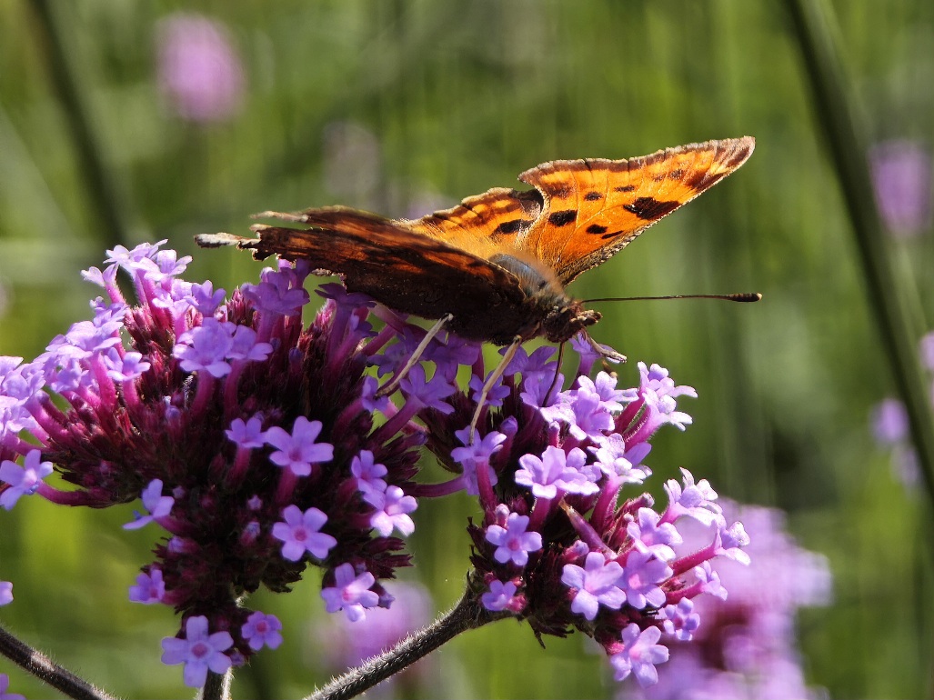 Polygonia c-album 05.jpg