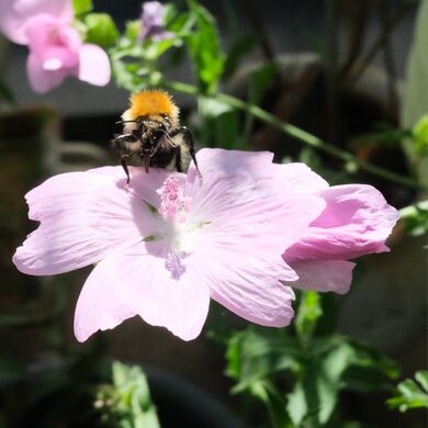 20250906 Ackerhummel 01.JPG