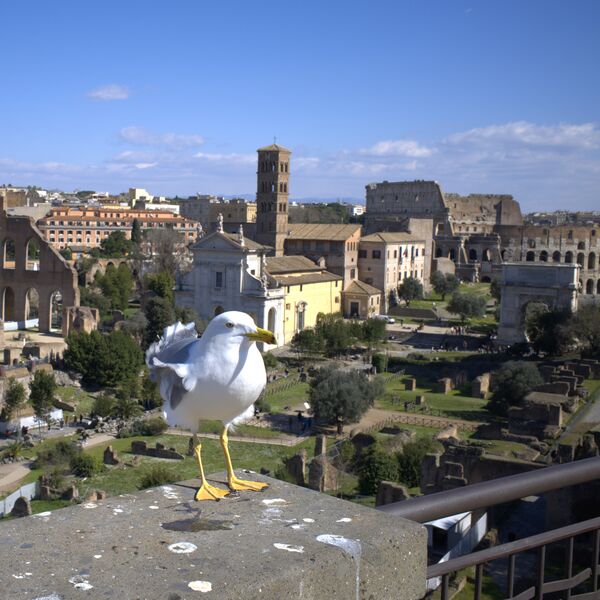 Datei:Rom Moewe 03.jpg