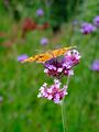Polygonia c-album 03.JPG