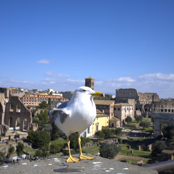 Datei:Rom Moewe 05.jpg