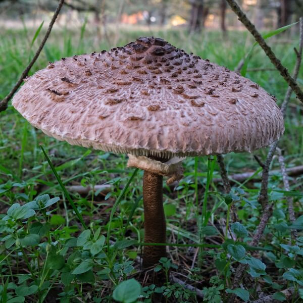 Datei:Macrolepiota procera 01.jpg