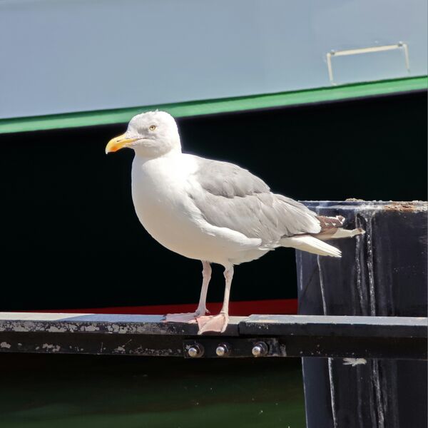 Datei:2025 Larus argentatus 03.jpg