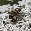 Myathropa florea 01.jpg