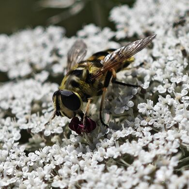 Myathropa florea 01.jpg