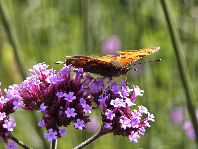 Datei:Polygonia c-album 06.jpg