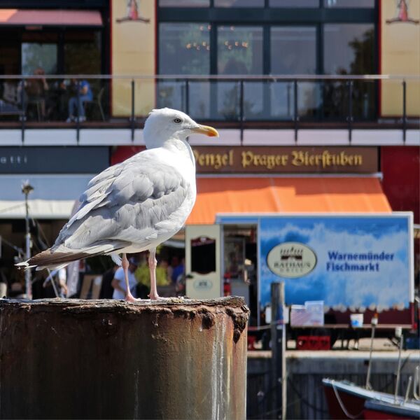 Datei:2025 Larus argentatus 01.jpg