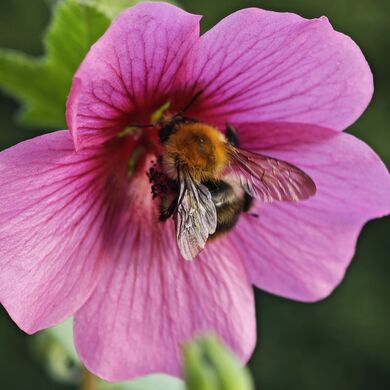 20250727 190904 Hummel.jpg