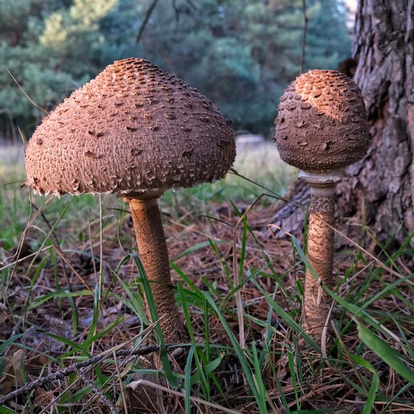 Datei:Macrolepiota procera 02.jpg