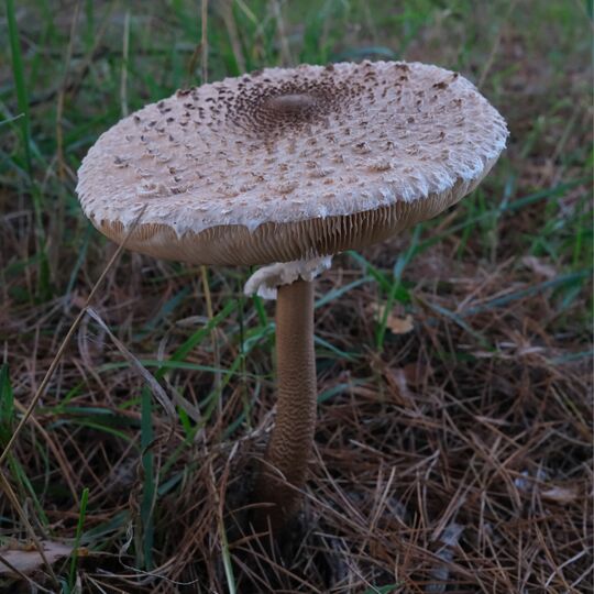 Macrolepiota procera 03.jpg