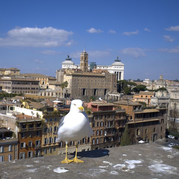 Datei:Rom Moewe 01.jpg