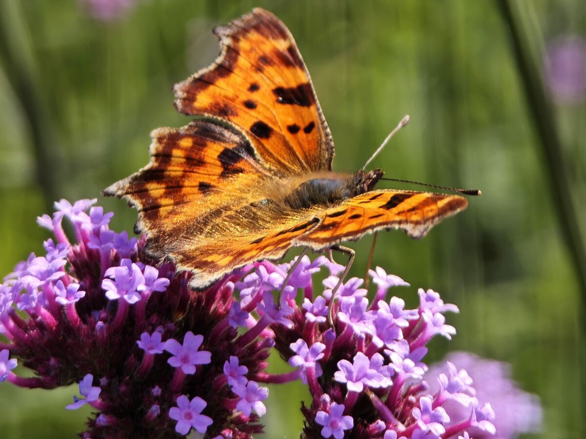 Polygonia c-album 04.jpg