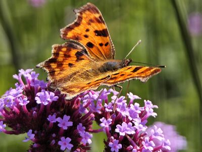 Polygonia c-album 04.jpg