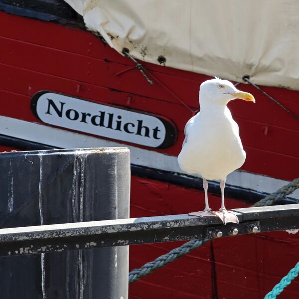 Datei:2025 Larus argentatus 04.jpg