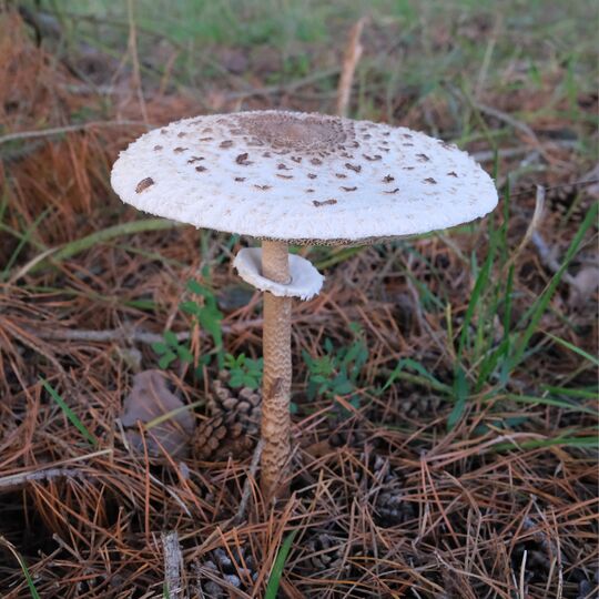 Macrolepiota procera 04.jpg