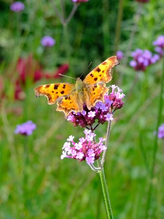 Polygonia c-album