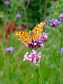 Polygonia c-album 01.JPG