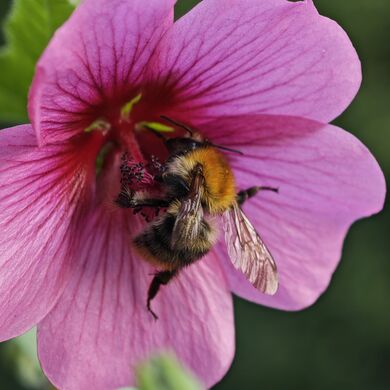 20250727 190903 Hummel.jpg