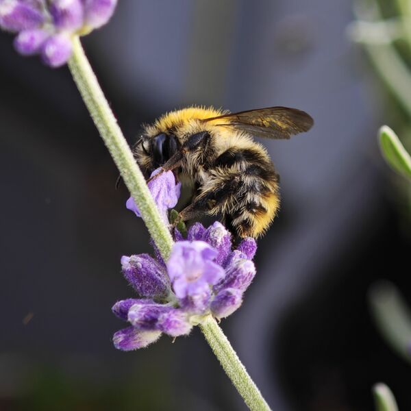 Datei:20250727 190929 Hummel.jpg