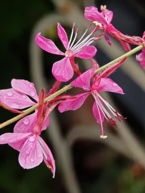 Gaura lindheimeri.jpg