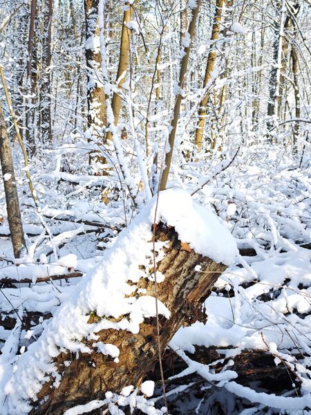 Datei:20260104 SRB04.jpg