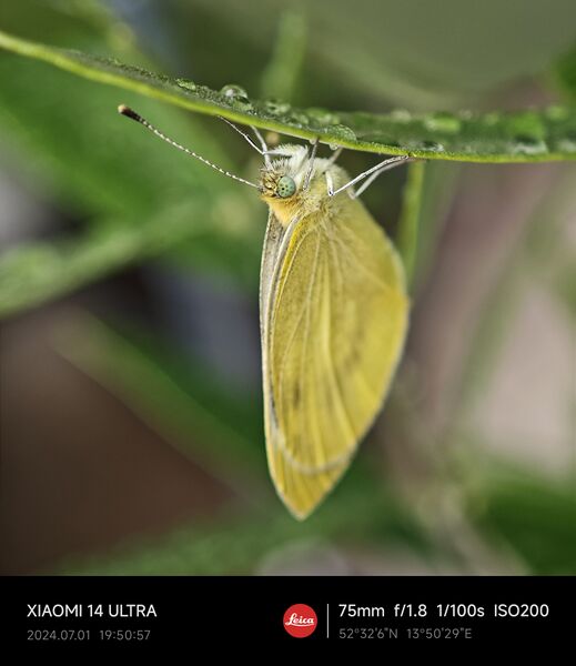 Datei:Schmetterling im Regen.jpg