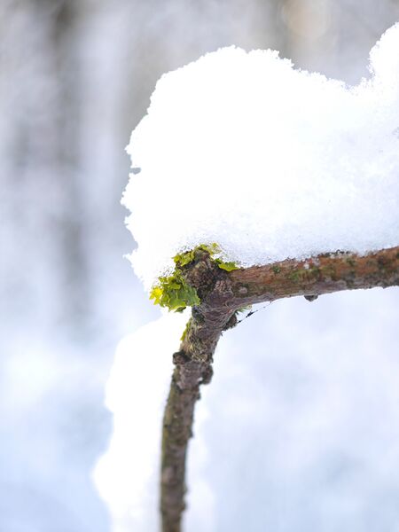 Datei:20260104 SRB06.jpg